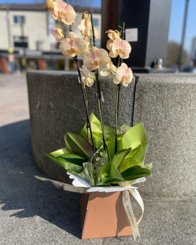 Orchid Plant - A long lasting elegant Orchid plant is a very lovely gift to give and receive. (Colour may vary)